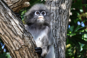 Portrait of dusky leaf monkey, spectacled langur sits on a tree branch in the jungle and looks out for his competitors and enemies