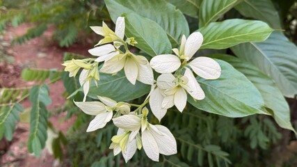 Closeup reveals Mussaenda flower cluster with pristine white bracts amidst vibrant green foliage outdoors