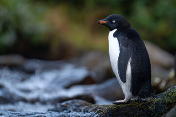 a penguin sitting on a rock in a stream