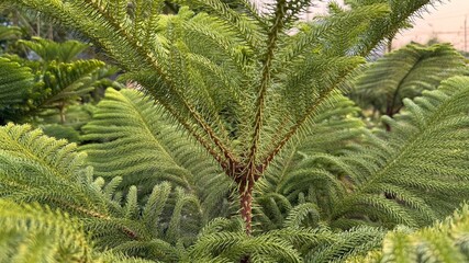 Closeup view features many Norfolk Island pine trees clustered in a lush, vibrant garden