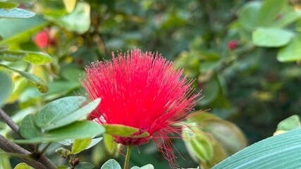 Crimson red powderpuff flower stands vibrantly amidst lush green foliage in a tranquil natural setting