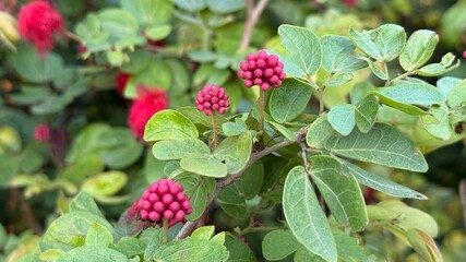 Crimson powderpuff flowers display their vibrant pink hue among the fresh green leaves in full bloom