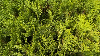 Dense arborvitae foliage displays vibrant green tones in a close up, offering botanical texture
