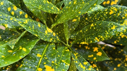 Droplets glisten across vivid green leaves spotted generously with vibrant yellow markings after a refreshing rain