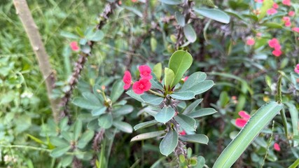 Euphorbia milii plant showcases vibrant pink flowers amidst its spiky branches, captured closely in nature