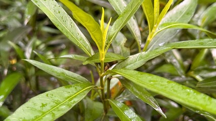 Fresh green willow leaves glisten after a brief shower in a sunny garden