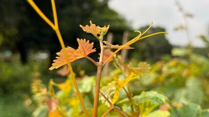 Golden grape vine leaves and tendrils reveal youthful growth against a blurred backdrop