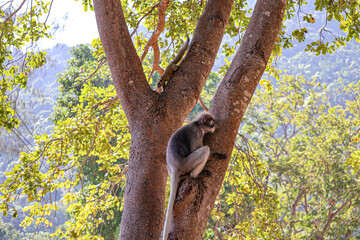 Dusky leaf monkey, spectacled langur and grey squirrel on a tree. Coexistence of animals of different species in nature