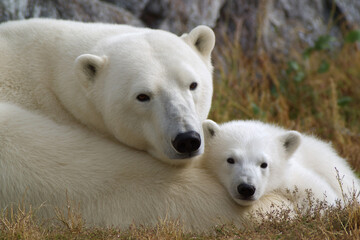 a polar bear and her cub are laying in the grass