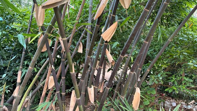 Lush dark bamboo stalks intertwine amid verdant foliage, displaying nature's unique color contrasts - Powered by Adobe