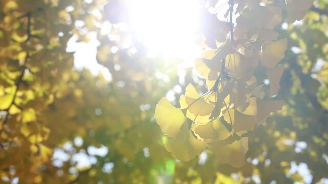 yellow ginkgo leaves with sunlight