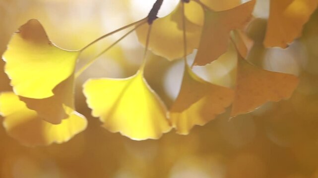 yellow ginkgo leaves on tree - Powered by Adobe