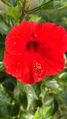 Obraz premium Radiant red hibiscus flower with water droplets blooms amid lush green foliage on a sunny day