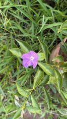 Single purple Brunfelsia flower blooms among green leaves in an outdoor setting, capturing floral beauty