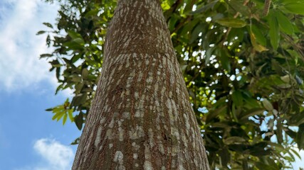 Textured tree trunk reaches upward towards a blue sky surrounded by green foliage
