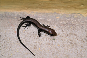 Macro Photography of black little lizard. Close Up shot tiny little lizard on white floor. Natural ecosystem. Tiny animal in macro perspective. Baby lizard isolated. Reptiles and crawling animals. 