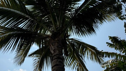 Fototapeta premium Tropical palm tree branches stretch towards the clear blue sky, creating a peaceful nature scene