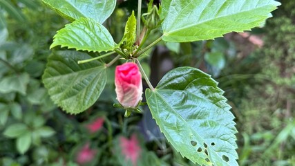 Unopened pink hibiscus flower bud amid vibrant green leaves shines with nature's promise