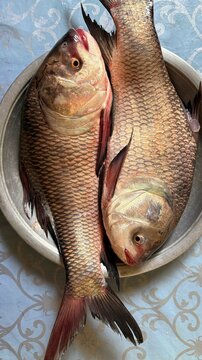 Two fresh rohu fish display golden scales on a metal plate, showcasing aquatic beauty