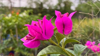 Vibrant magenta bougainvillea flowers bloom gracefully amidst lush green leaves outdoors on a bright sunny day