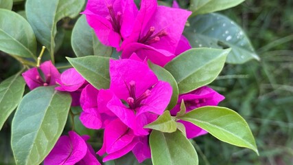 Vivid magenta bougainvillea flowers present bright floral contrast amidst verdant green leaves in...