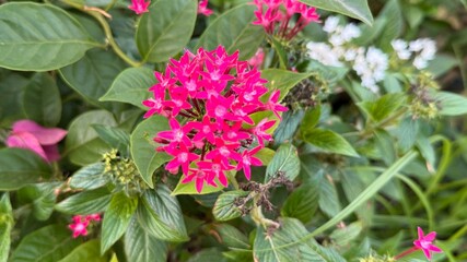 Vivid pink pentas flowers bloom among greenery, contrasting against scattered white blossoms beautifully