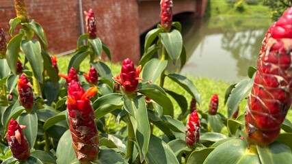 Vivid red Zingiber zerumbet blooms flourish near serene water, enhanced by verdant foliage and brick accents