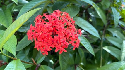 Vivid red ixora blooms are clustered together, framed beautifully by lush, green leaves