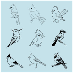 Black and white bird 30