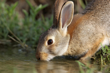 Fototapeta premium a rabbit drinking water from a pond in the grass