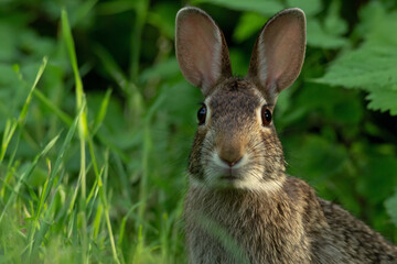 Fototapeta premium a rabbit sitting in the grass looking at the camera