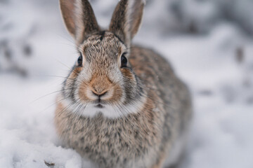 Fototapeta premium a rabbit is sitting in the snow looking at the camera