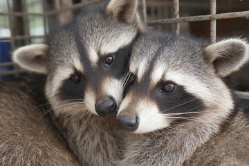 Fototapeta premium two raccoons are sitting in a cage