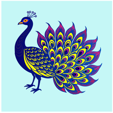 Peacock colourful  vector  singel