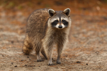 Fototapeta premium a raccoon walking across a dirt field