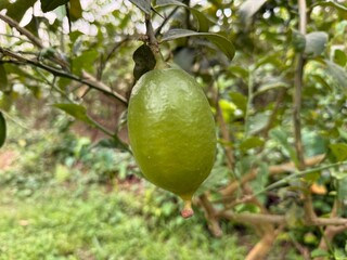 An unripe green lemon is suspended from a branch in its natural environment