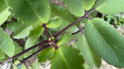 Close up reveals the vibrant green leaves and textured stem of a Kalanchoe plant