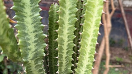 Closeup shows a variegated green succulent with sawtoothed edges and little thornlike spikes