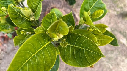 Fresh bright green leaves branch out beautifully, showing intricate vein patterns in a natural setting