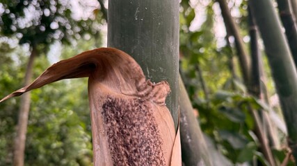 The papery sheath of bamboo trunk shows distinctive brown textures in a blurry forest view