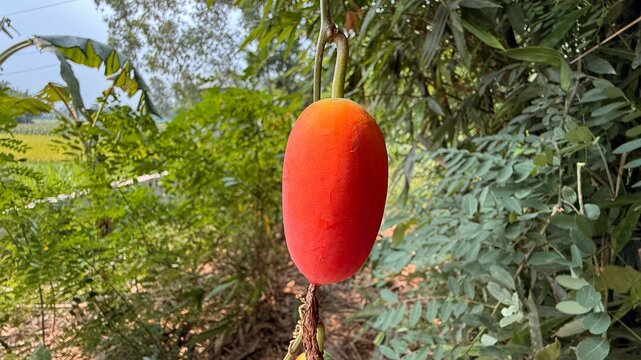 A ripe pointed gourd hangs from a branch amidst the lush green foliage