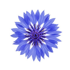 blue flower isolated on white