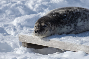 a seal laying on a wooden platform in the snow