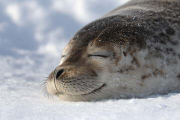 a seal laying in the snow with its eyes closed
