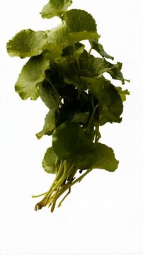 Fresh Gotu Kola bunch with round, fan-shaped leaves and slender green stems, isolated against a clean white background in a studio setting.