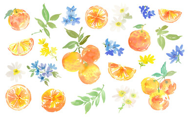 PNG clipart set with abstract watercolor oranges, leaves, and wildflowers for backgrounds and patterns. Hand-drawn illustration collection of citrus fruits and botanical elements.