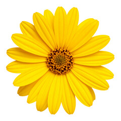 Obraz premium Bright yellow gerbera daisy flower with vibrant petals isolated on a clean white background