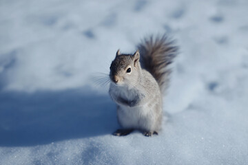 a squirrel standing in the snow looking at the camera