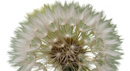 Dandelion Seed Head Isolated Transparent Blowball Macro Close-up