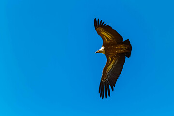 Gyps fulvus, eurasian griffon vulture, in flight on a sunny spring day